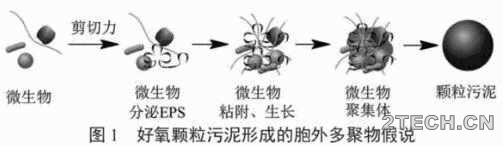 研究：好氧颗粒污泥性质及形成机制 - 环保之家 