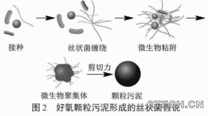 研究：好氧颗粒污泥性质及形成机制 - 环保之家 