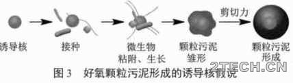 研究：好氧颗粒污泥性质及形成机制 - 环保之家 