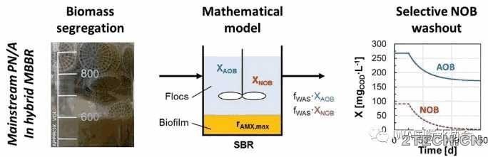 研究：生物膜/絮体混合系统改善主流厌氧氨氧化工艺 - 环保之家 