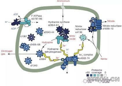 解析：厌氧氨氧化分子机制 - 环保之家 