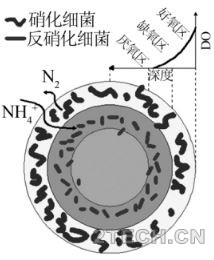 解读：好氧颗粒污泥技术 - 环保之家 